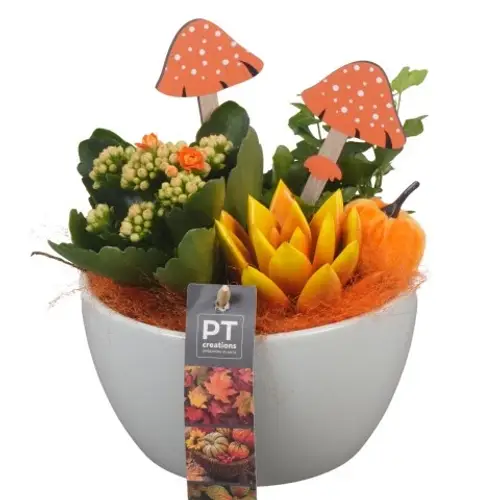 Kal.Arr PTHI5542 Herbst T15 H021
