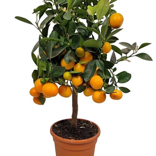 Zitrus calamondin Auf stamm T17 H065