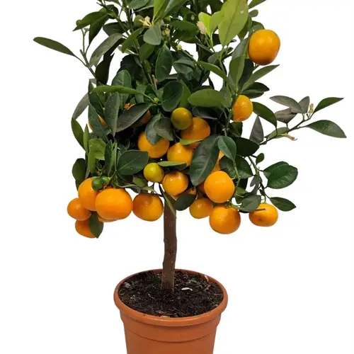 Zitrus calamondin Auf stamm T17 H065