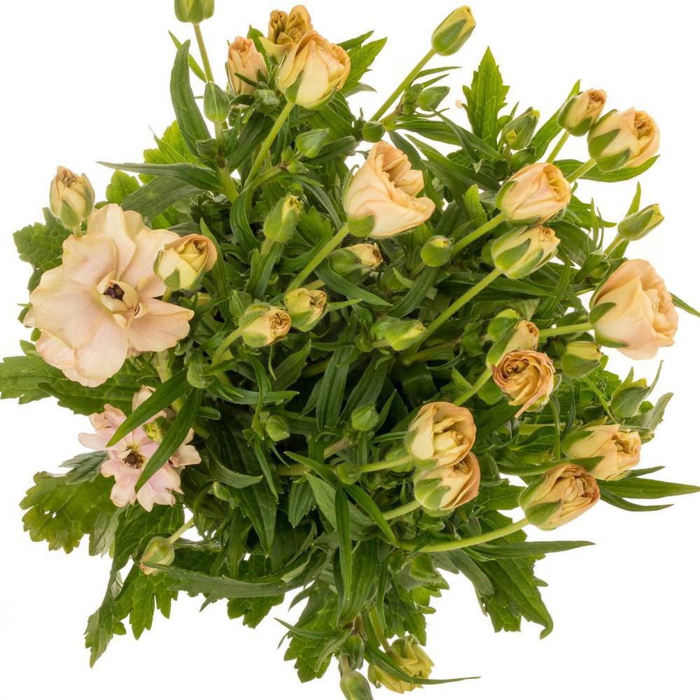 Ranunkel apricot Butterfly Hestia 50cm