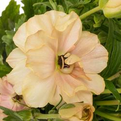 Ranunkel apricot Butterfly Hestia 50cm