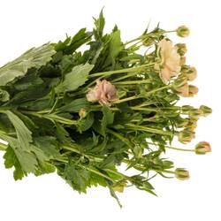 Ranunkel apricot Butterfly Hestia 50cm