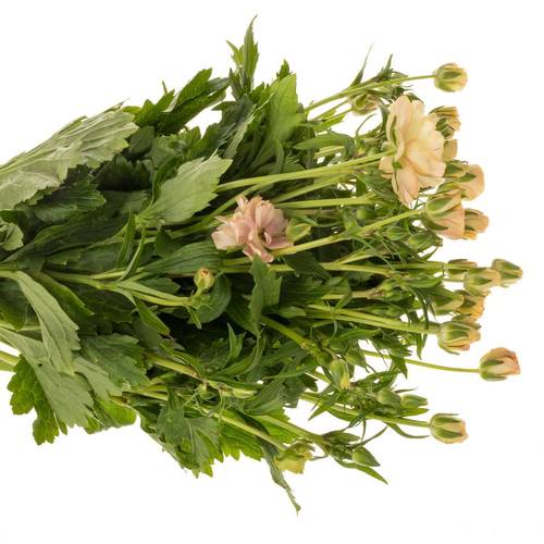 Ranunkel apricot Butterfly Hestia 50cm