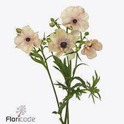 Ranunkel apricot Butterfly Hestia 50cm