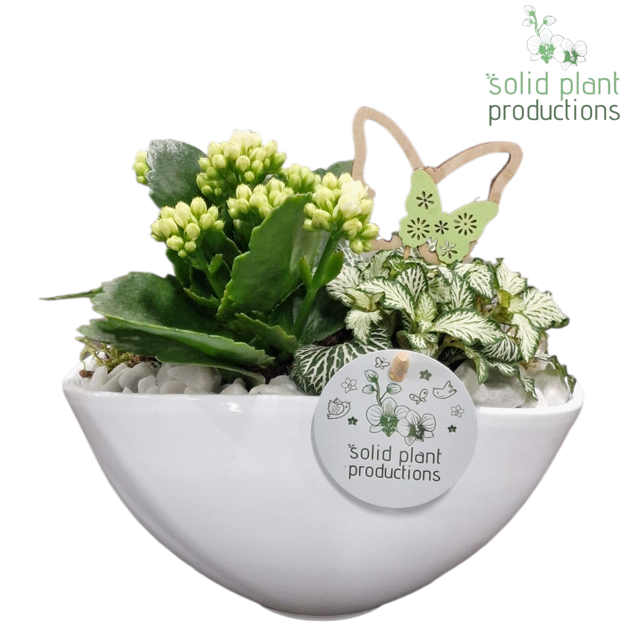 Kal.Arr KF006 Katty weiss T19 H022