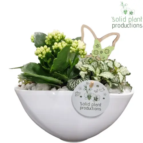 Kal.Arr KF006 Katty weiss T19 H022