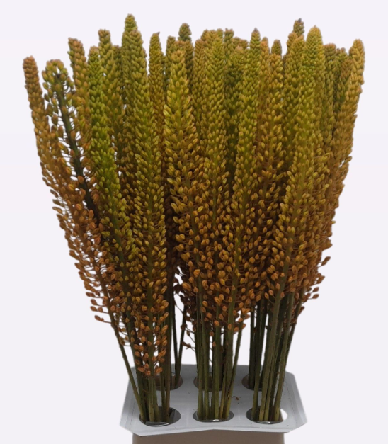 Eremurus orange Pinnokio 80cm