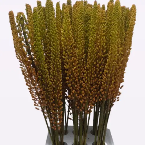 Eremurus orange Pinnokio 80cm