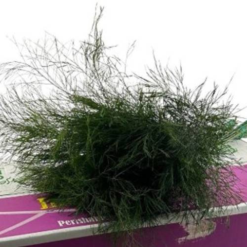 Treefern grün Costa Rica