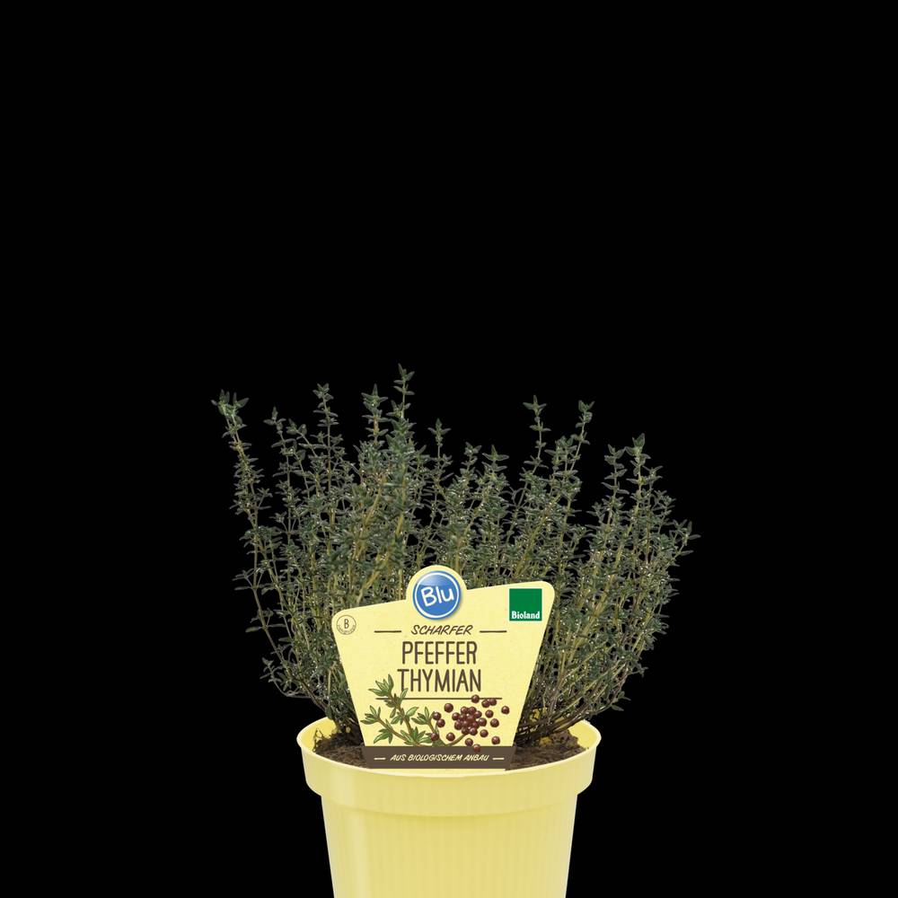 Bio Thymian Pfefferthymian T12 H025
