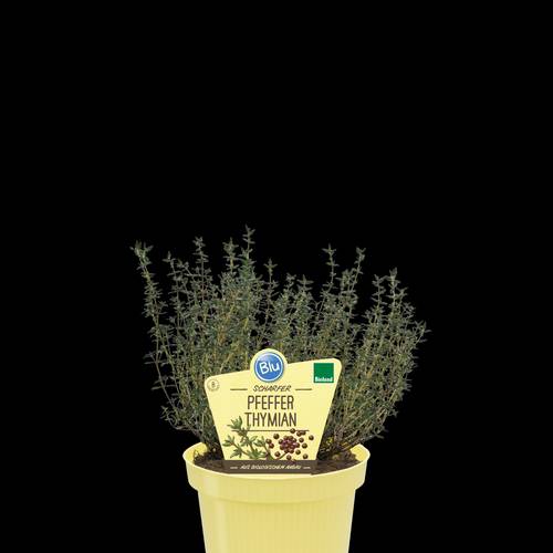 Bio Thymian Pfefferthymian T12 H025