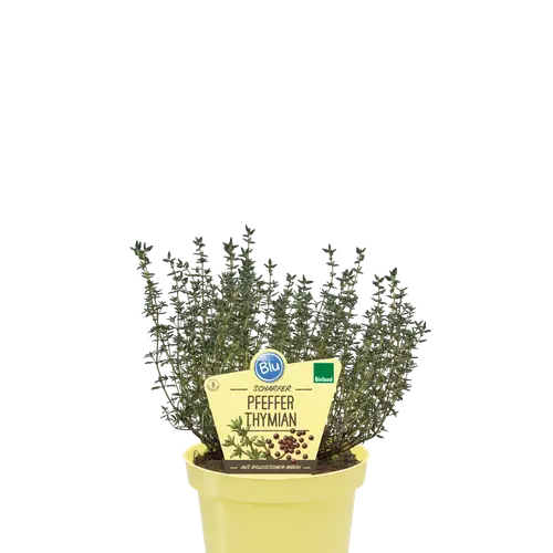 Bio Thymian Pfefferthymian T12 H025