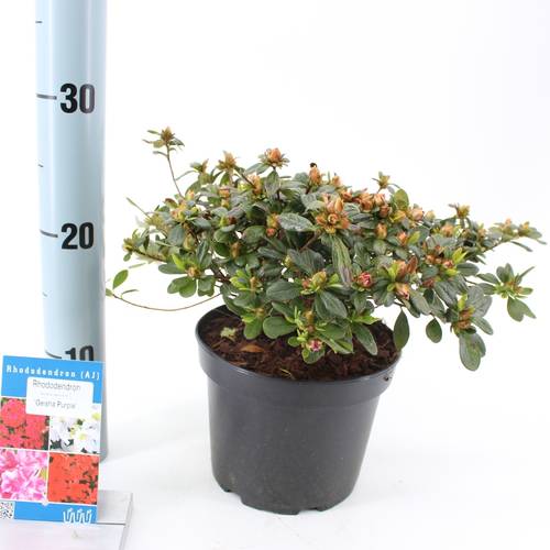 Rhododendron Geisha Purple T17 H25