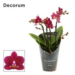 Phal.3-4R Dazzling Chamonix T12 H035