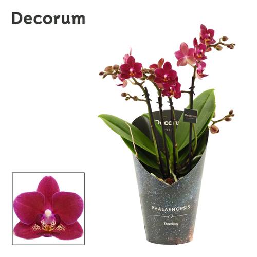 Phal.3-4R Dazzling Chamonix T12 H035