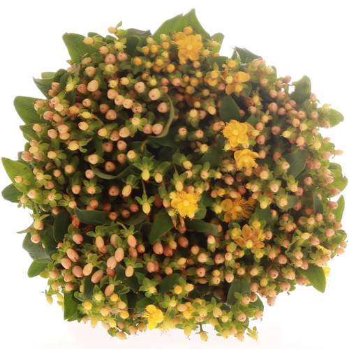 Hypericum aprico Bündel 40cm