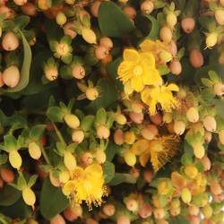 Hypericum aprico Bündel 40cm