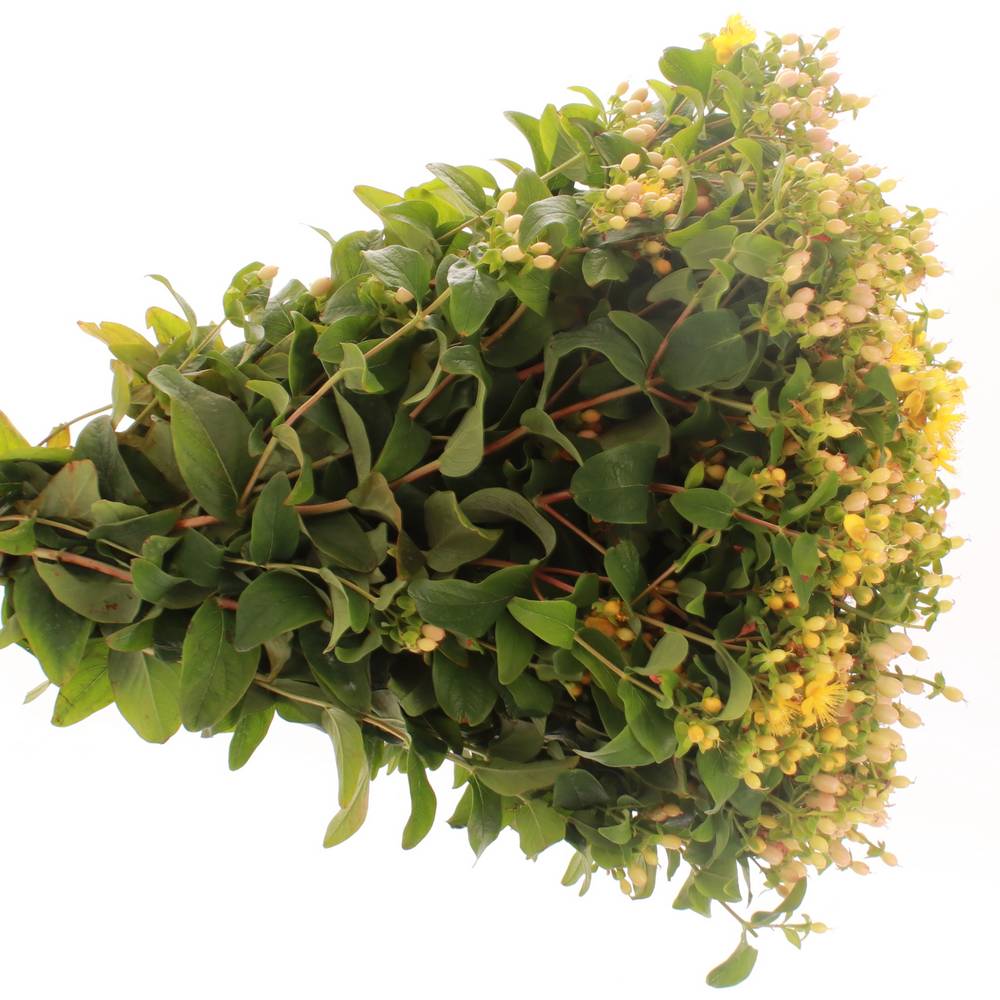 Hypericum aprico Bündel 40cm