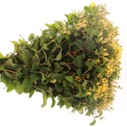 Hypericum aprico Bündel 40cm