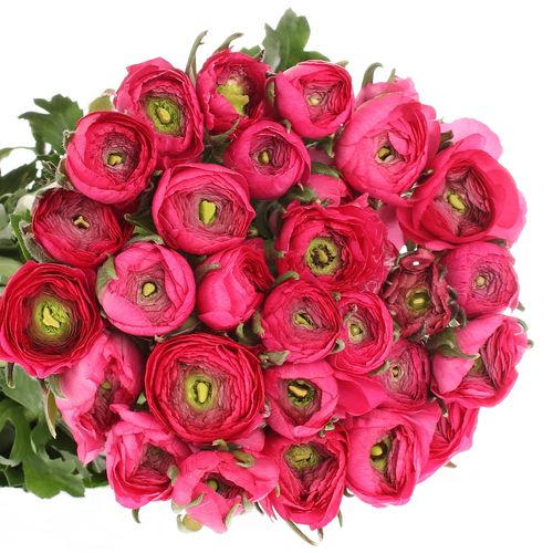 Ranunkel pink Israel 45cm x 30
