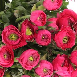 Ranunkel pink Israel 45cm x 30