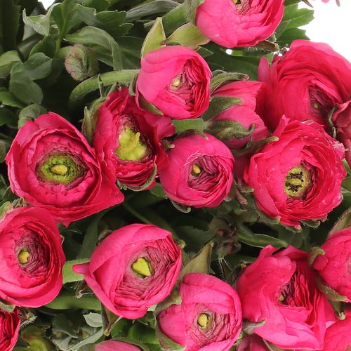 Ranunkel pink Israel 45cm x 30