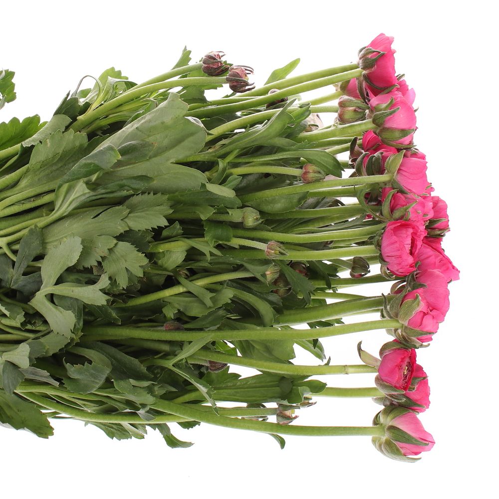 Ranunkel pink Israel 45cm x 30