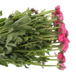 Ranunkel pink Israel 45cm x 30