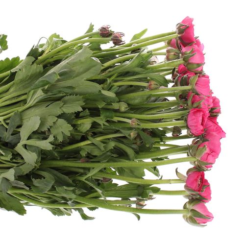 Ranunkel pink Israel 45cm x 30