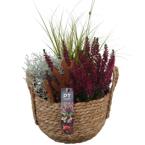 Garten.Arr PTHO4128 Herbst T20 H041