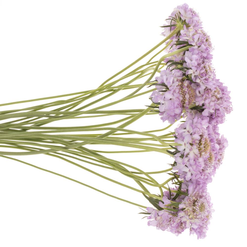 Scabiosa lilaLilac 60cm