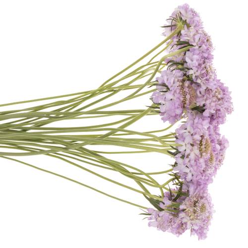 Scabiosa lilaLilac 60cm