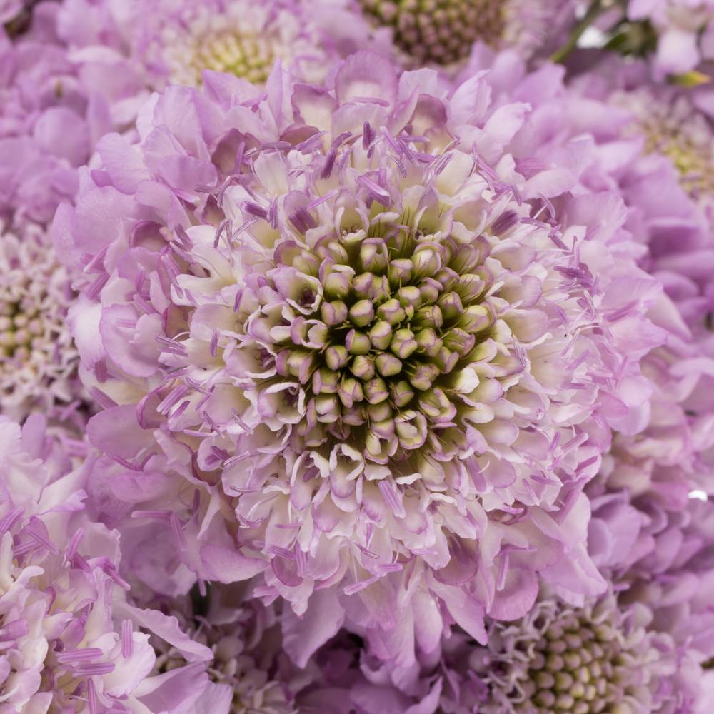 Scabiosa lilaLilac 60cm
