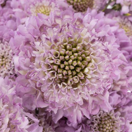 Scabiosa lilaLilac 60cm