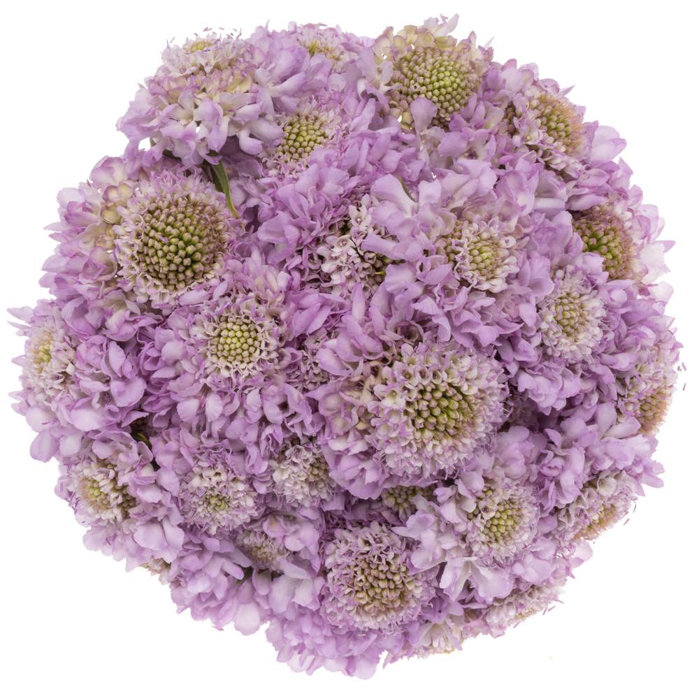 Scabiosa lilaLilac 60cm