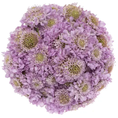 Scabiosa lilaLilac 60cm