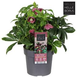 Helleborus orientalis lila T17 H035