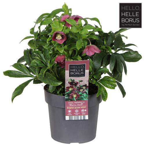Helleborus orientalis lila T17 H035