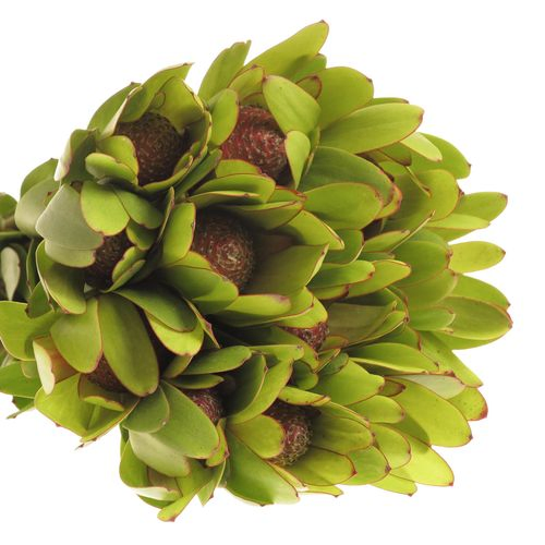 Leucadendron grün Rosette Kugel 50cm