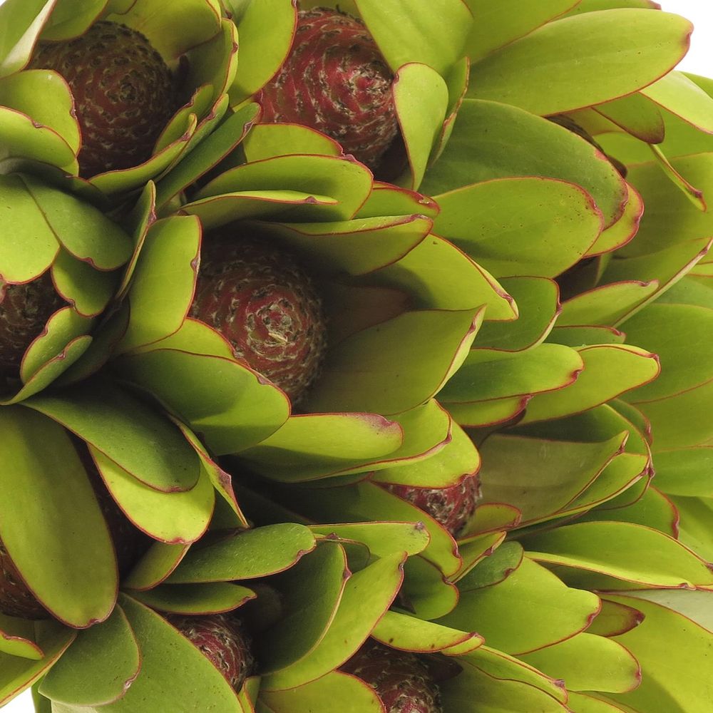 Leucadendron grün Rosette Kugel 50cm