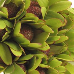 Leucadendron grün Rosette Kugel 50cm