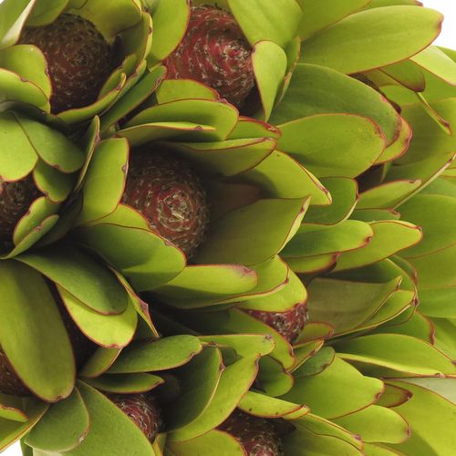 Leucadendron grün Rosette Kugel 50cm