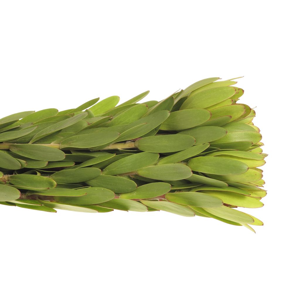 Leucadendron grün Rosette Kugel 50cm