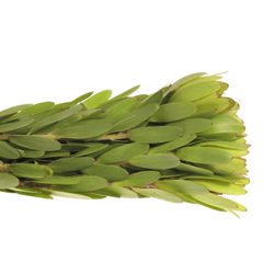 Leucadendron grün Rosette Kugel 50cm