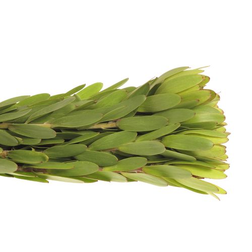 Leucadendron grün Rosette Kugel 50cm
