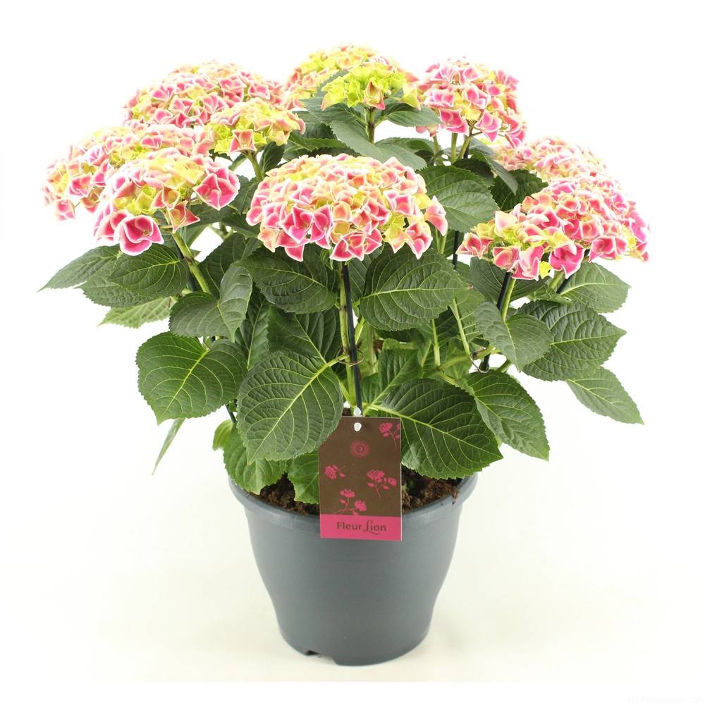 Hortensie Candy Heart 12+ T23 H050