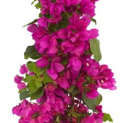 Bougainvillea lila Pyramide T19 H070