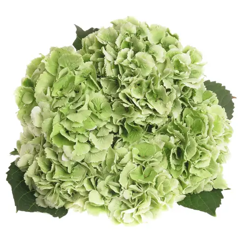 Hortensie grün/weiss Schneeball Cl Bol 17cm 60cm