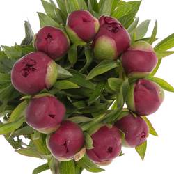 Pfingstrose rot Glory Ex 50cm