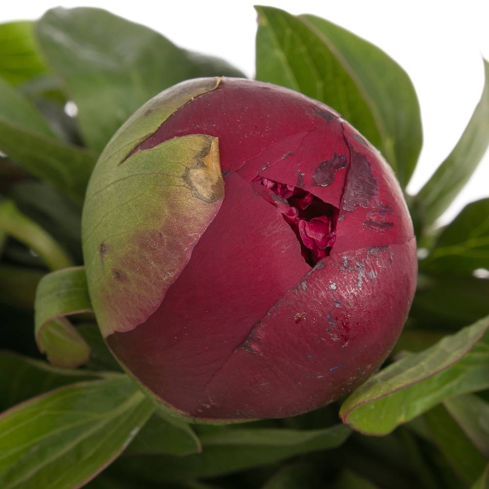 Pfingstrose rot Glory Ex 50cm